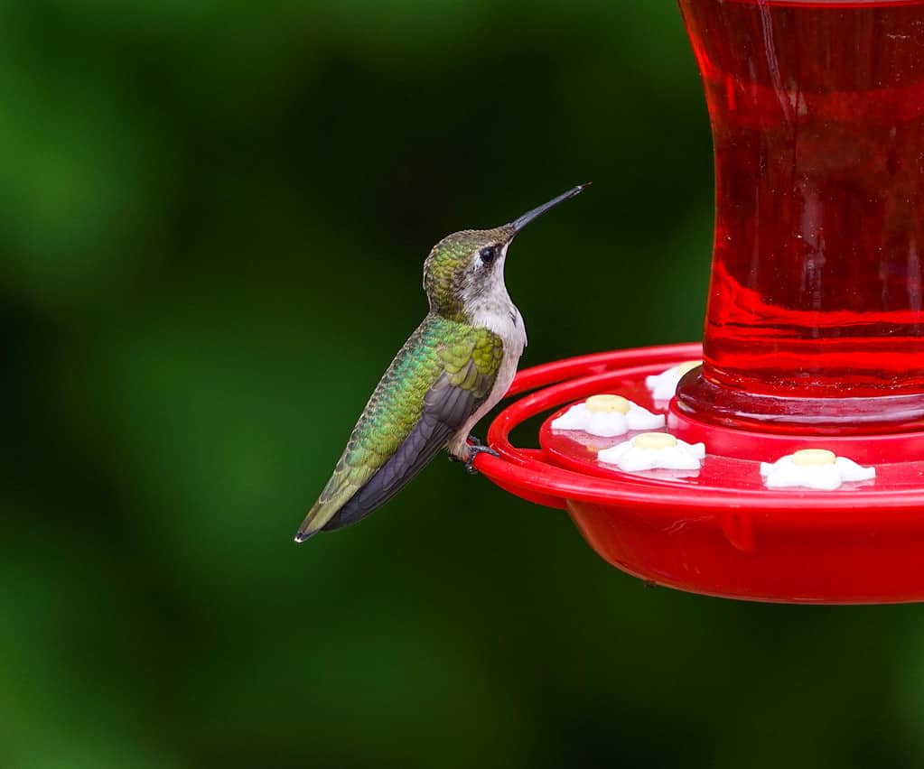colibrì gola rubino in piedi sull'alimentatore di nettare