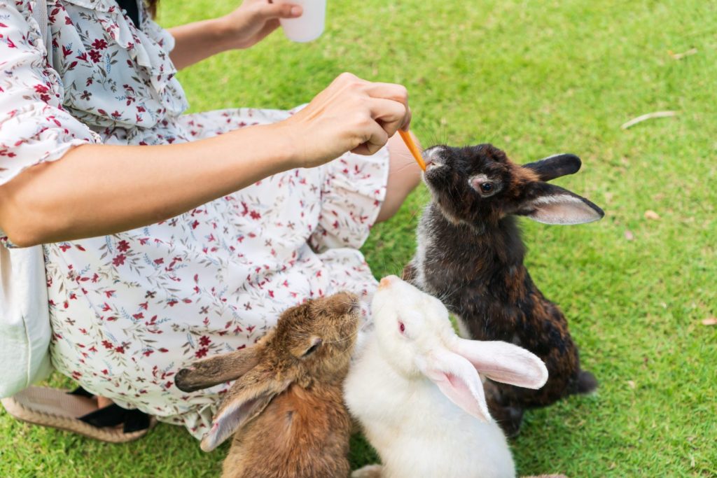 Giovane donna asiatica che alimenta i conigli con una carota sul prato verde.  Concetto di relazioni umane e animali domestici