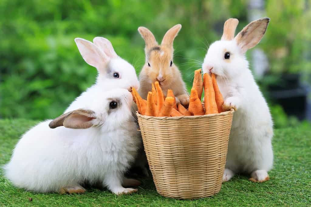 Gruppo di conigli di pasqua sani e adorabili del coniglietto del bambino che mangiano cibo, carota, erba sul fondo verde della natura del giardino.  Simpatici conigli soffici che annusano, si guardano intorno, la vita della natura.  Simbolo del giorno di Pasqua.