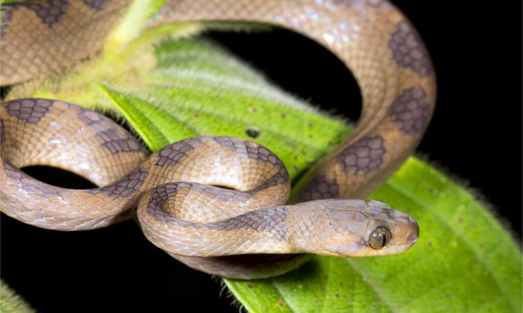 Un serpente dagli occhi di gatto (Leptodeira annulata) su una grande foglia di albero