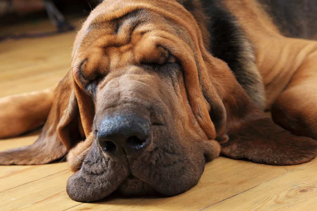 Cane Bloodhound che dorme sul pavimento all'interno, primo piano