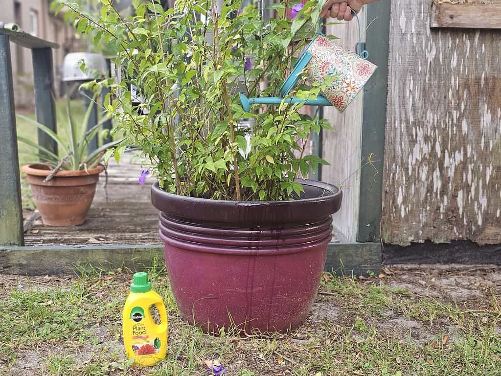 Miracle-Gro Plant Food accanto a una pianta in vaso.