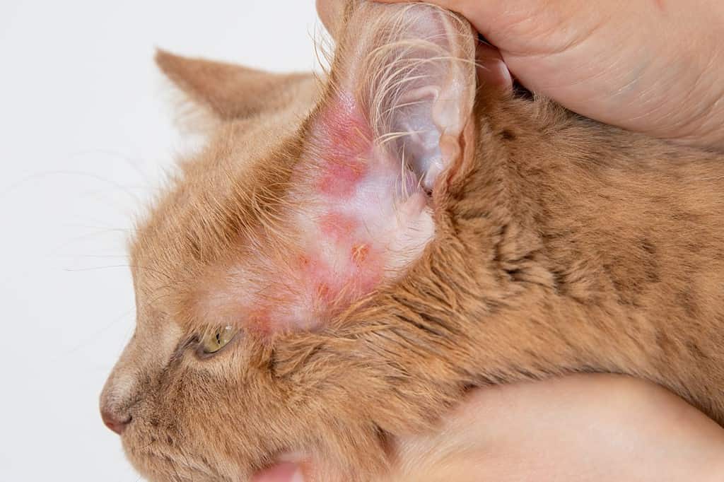 Primo piano di un'eruzione cutanea sulla pelle delle orecchie del gatto.  Diagnosi di scabbia o rogna nei gatti.  Malattie dermatologiche dei gatti.