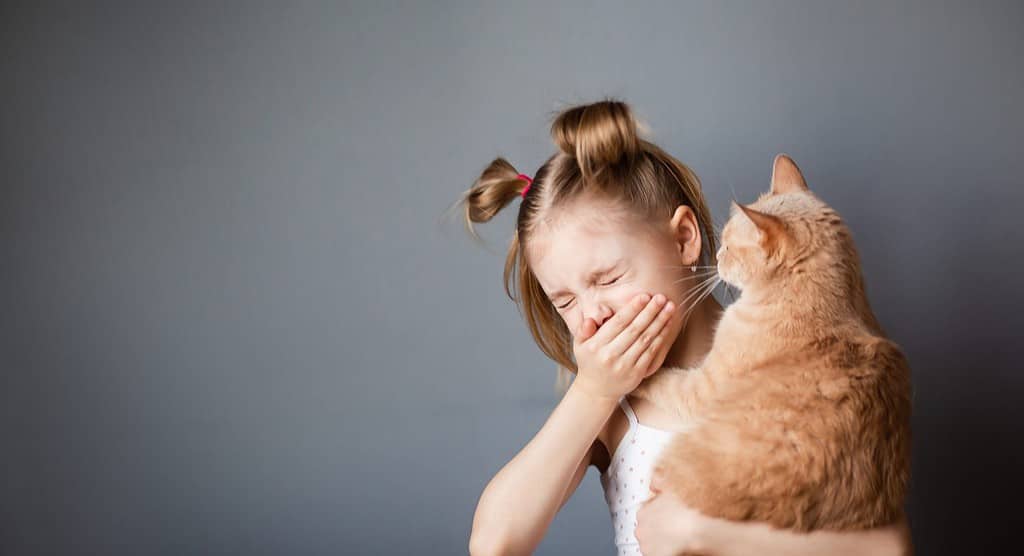 bambina di 7-8 anni con un gatto rosso in braccio soffre di allergie, starnutisce per rinite allergica, sfondo grigio