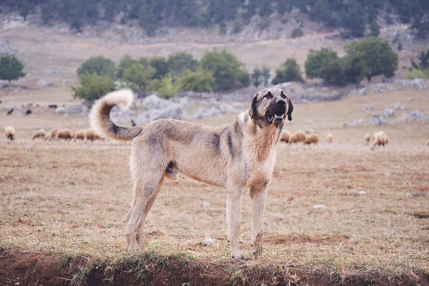 Kangal del cane pastore anatolico che posa contro lo sfondo naturale verde