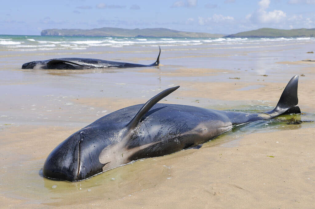 Dodici globicefali muoiono dopo essersi spiaggiati a Donegal, in Irlanda.