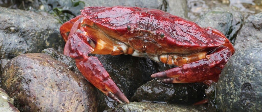 Red Rock Crab durante la bassa marea