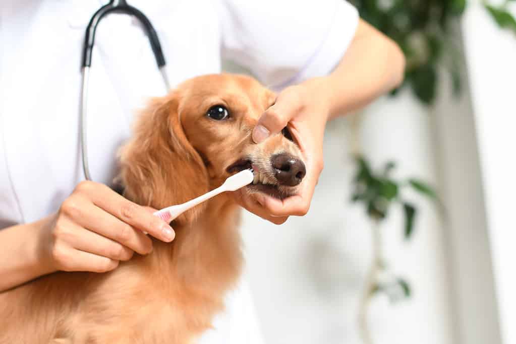 Immagine di un veterinario che lava i denti di un cane (bassotto) con uno spazzolino da denti