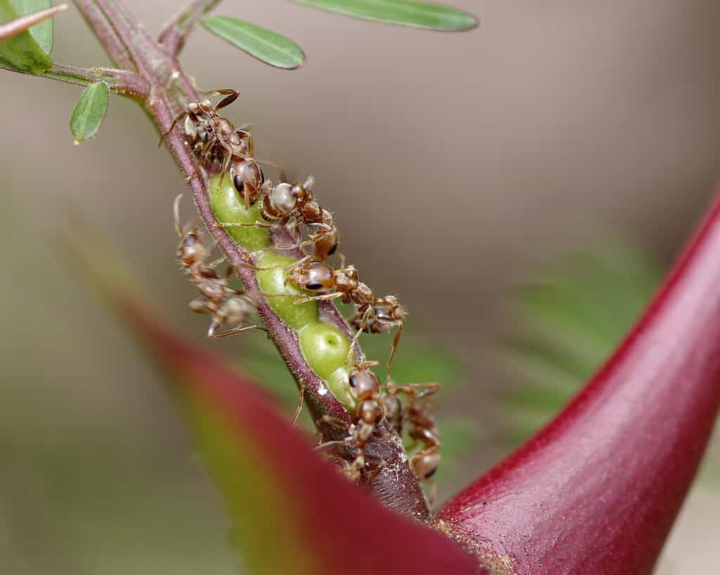 Simbiosi: ramo di un megafono (acacia dalle spine gonfie, Vachellia cornigera) e formiche residenti.  Foto scattata nella parte occidentale di Panama (America Centrale).  Queste piante sono conosciute come 