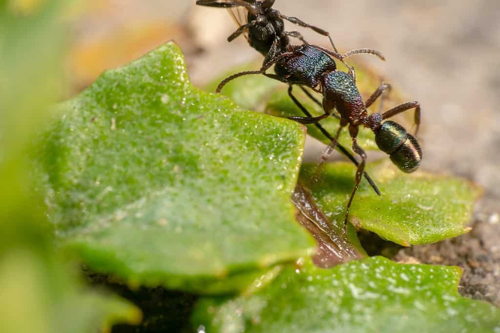 formica lucida/formica dalla testa verde conosciuta anche come pony metallico/formica scintillante che raccoglie la formica morta quasi fuori dalla cornice