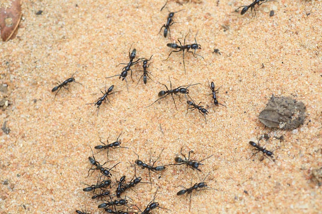 Formiche guida o formiche safari (Dorylus sp) in Zambia