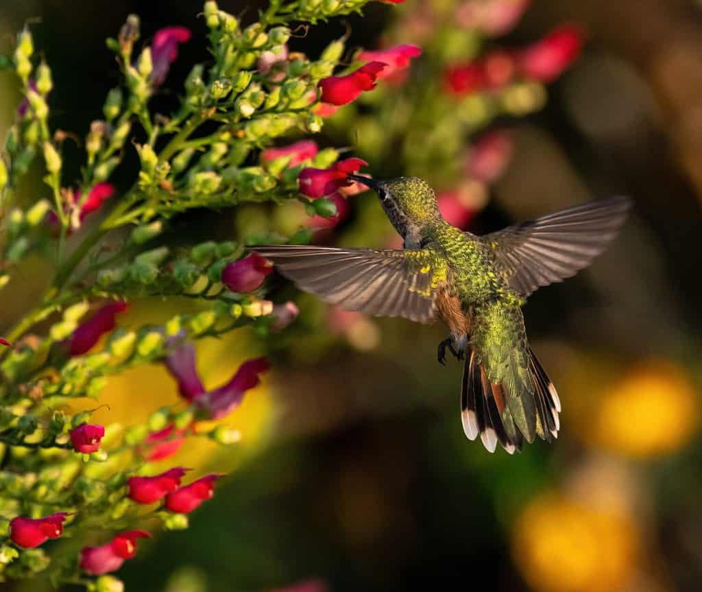 La parte posteriore di una femmina di colibrì dalla coda larga con ali aperte e coda a ventaglio che impollina in un colorato giardino.