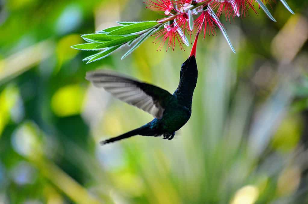 Colibrì dalla coda di streamer dal becco rosso (Trochilus Polytmus) in Giamaica WI