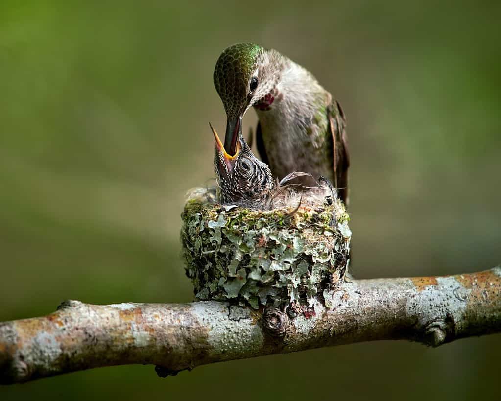 Colibrì che alimenta il bambino nel nido