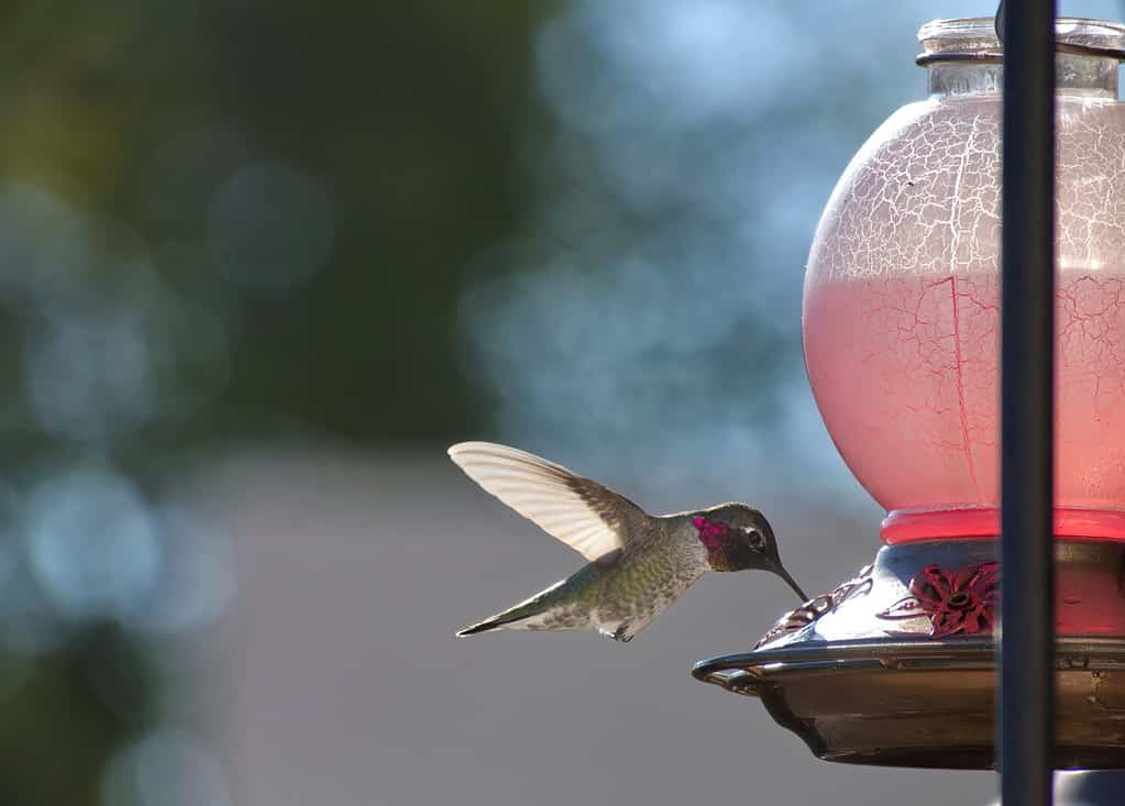 Bere colibrì da Hummingbird Feede