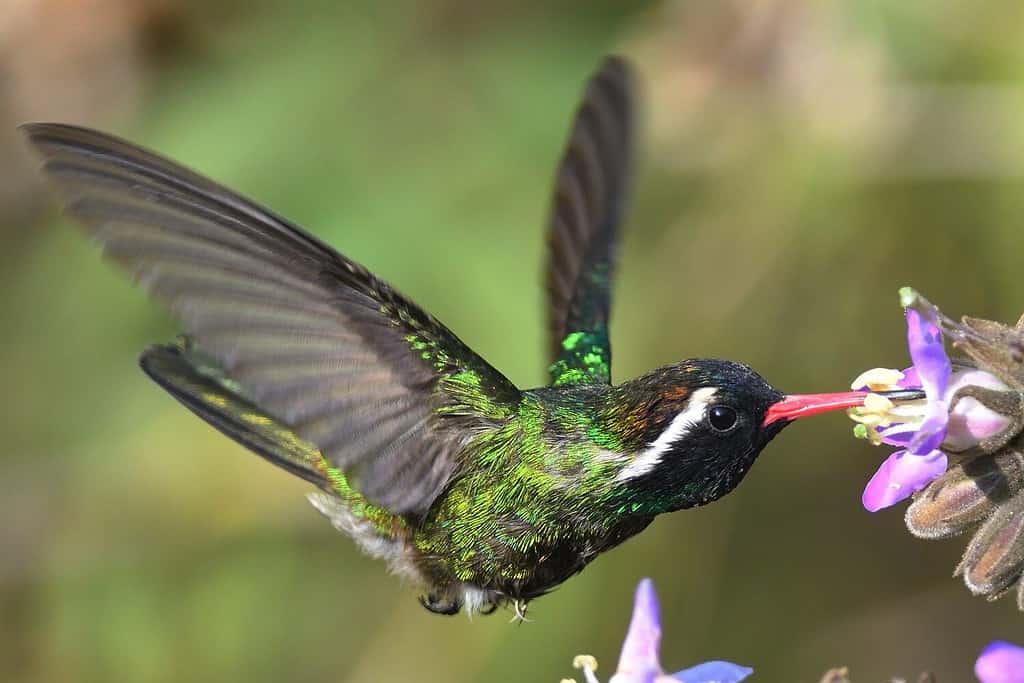 Colibrì maschio dalle orecchie bianche che si nutre di fiori in volo, ritratto, fuoco selettivo