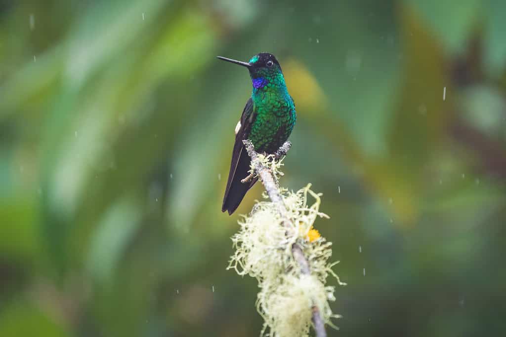 Un primo piano di un colibrì ricoperto di indaco appollaiato su un ramo di un albero durante la pioggia