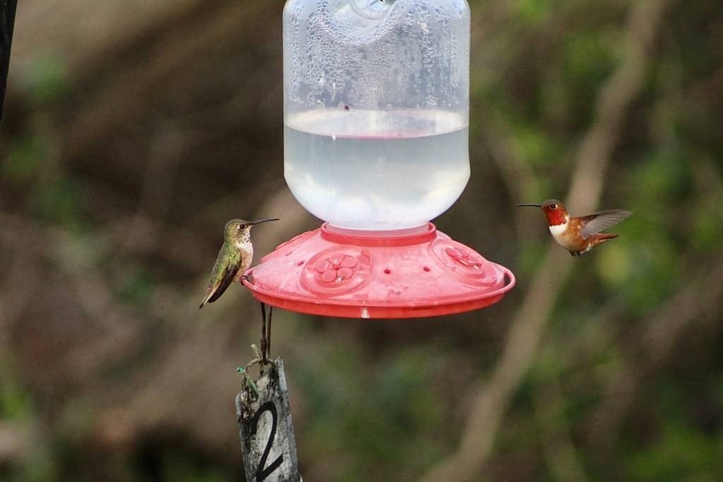 Mangiatoia per colibrì