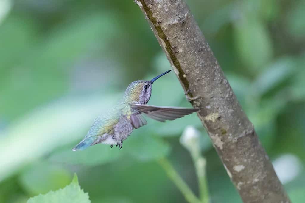 Il colibrì di Anna lecca la linfa a Vancouver BC Canada