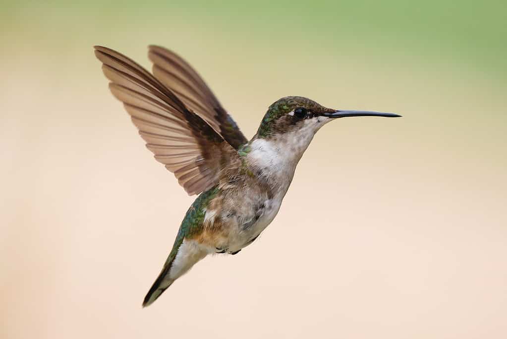 colibrì dalla gola rubino