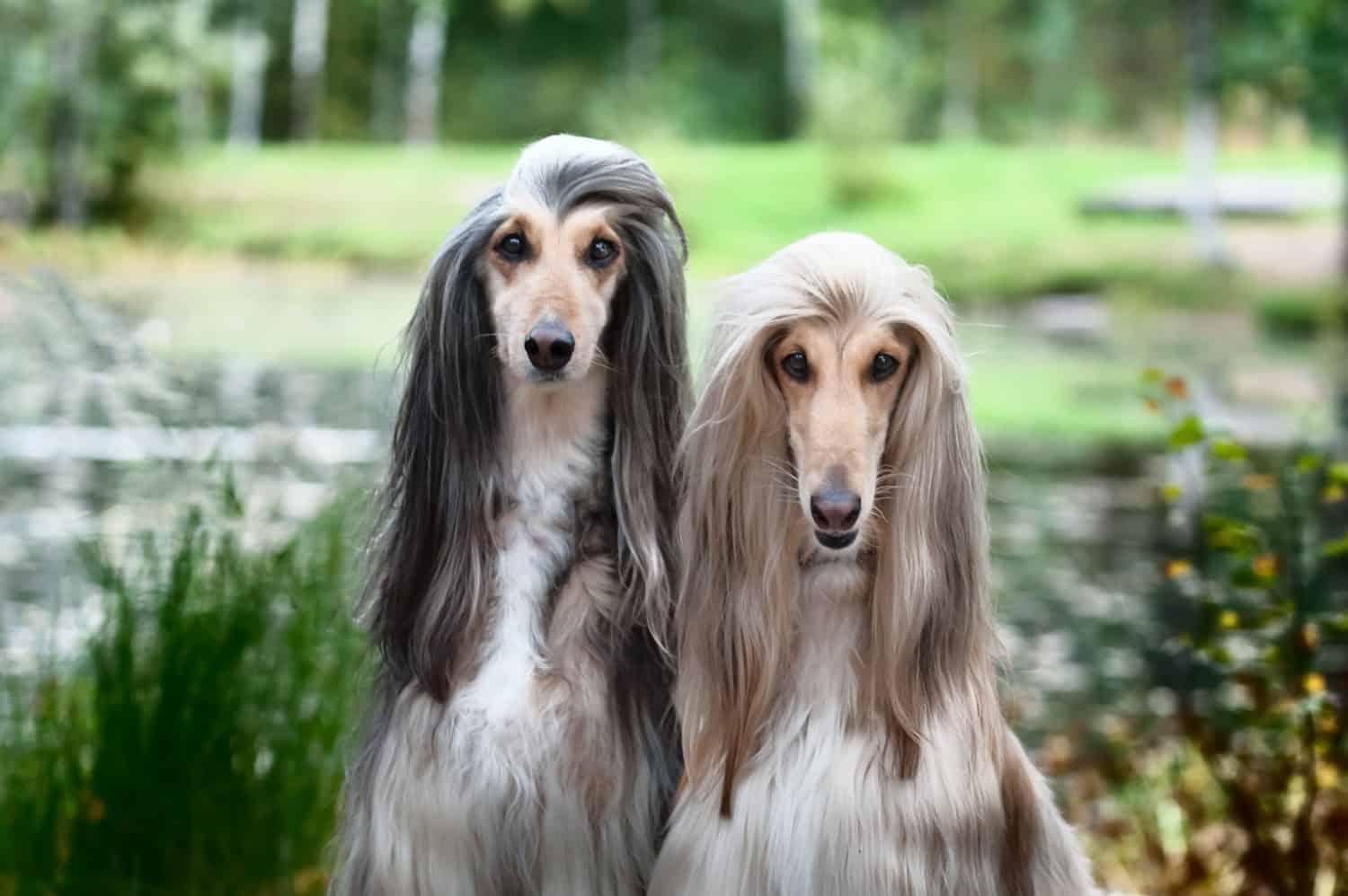 Ritratto di due levrieri afgani, bellissimi, aspetto da esposizione canina.  Salone di bellezza, toelettatura, cura del cane, acconciature per cani, dog stylist