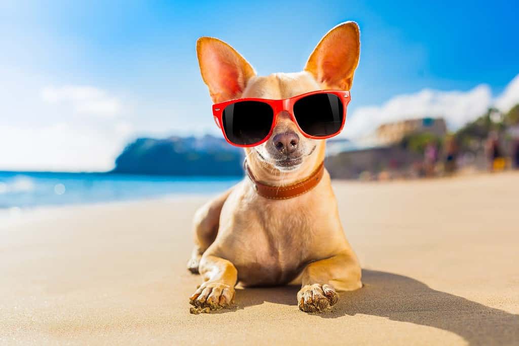cane chihuahua sulla spiaggia della riva dell'oceano indossando occhiali da sole divertenti rossi