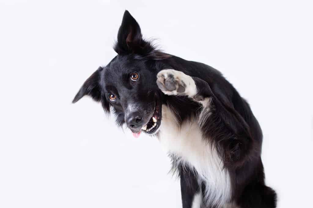 Ritratto ravvicinato di un adorabile cane di razza Border Collie che guarda da parte sollevando una delle sue zampe anteriori isolate su sfondo grigio muro con spazio per la copia.  Cucciolo divertente che mostra la lingua, la bocca aperta.