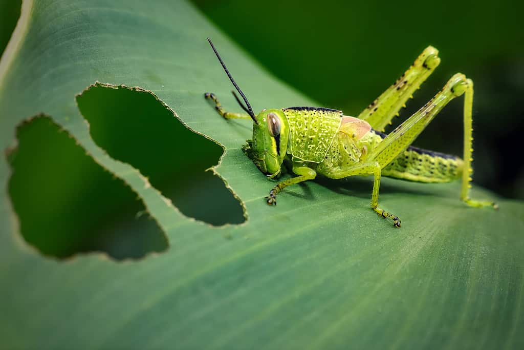 foglia cavalletta. mangiare insetti animali vari tipi di foglie verdi