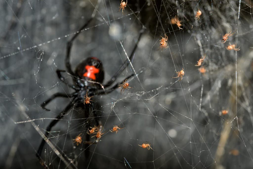 Piccoli ragni della Vedova Nera del Sud che si arrampicano sulla loro tela, con la madre che li protegge più indietro