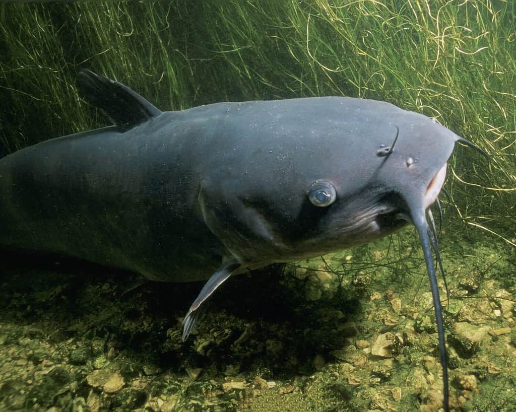 Il pesce gatto del canale Ictalurus punctatus è la specie di pesce gatto più numerosa del Nord America.  È il pesce ufficiale del Kansas, Missouri Iowa Nebraska e Tennessee e viene informalmente chiamato