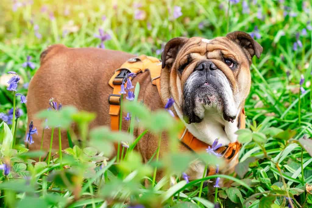 Rosso inglese British Bulldog cane alzando lo sguardo e camminando in erba e campanule nella calda giornata di sole primaverile