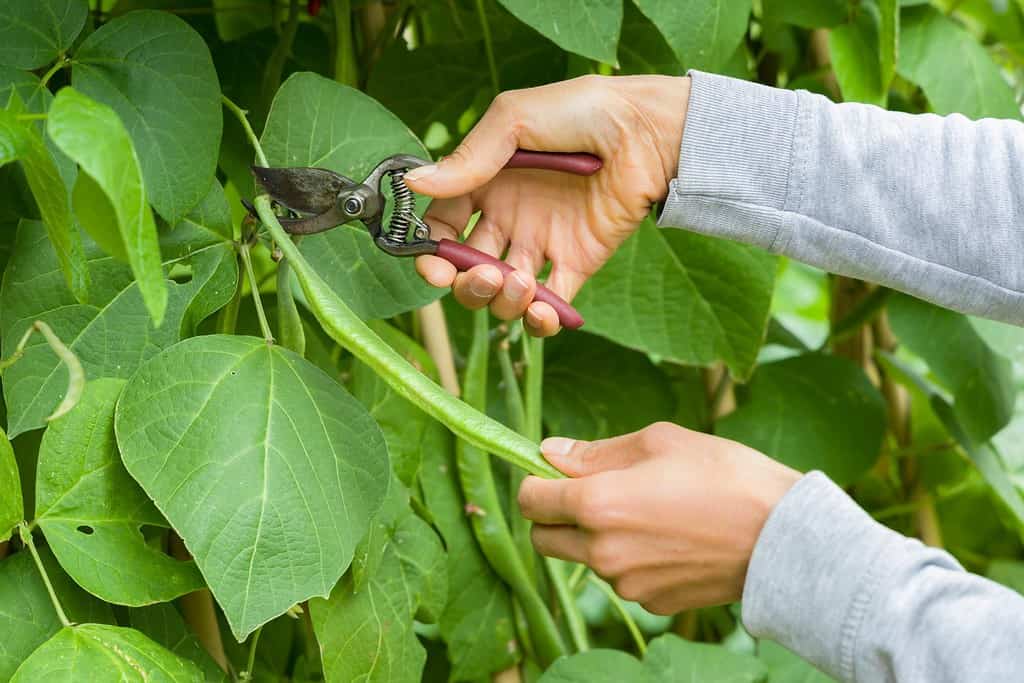 Donna che raccoglie fagiolini con cesoie da una pianta di fagiolini in un giardino del Regno Unito