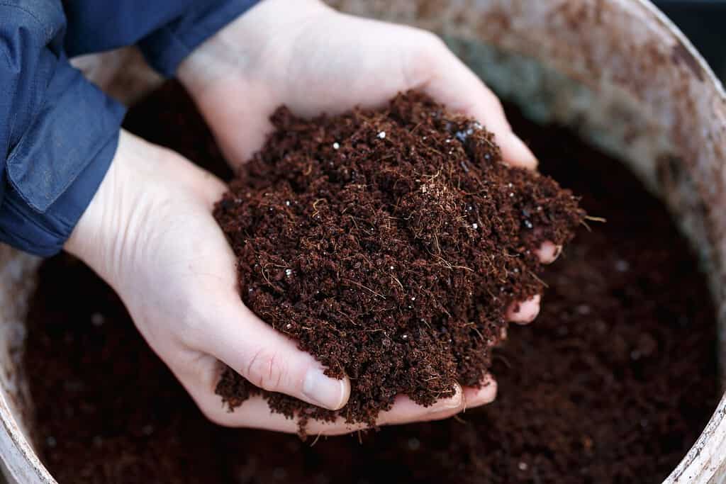 compost di fibra di cocco sostenibile per invasare la méadia nelle mani del giardiniere