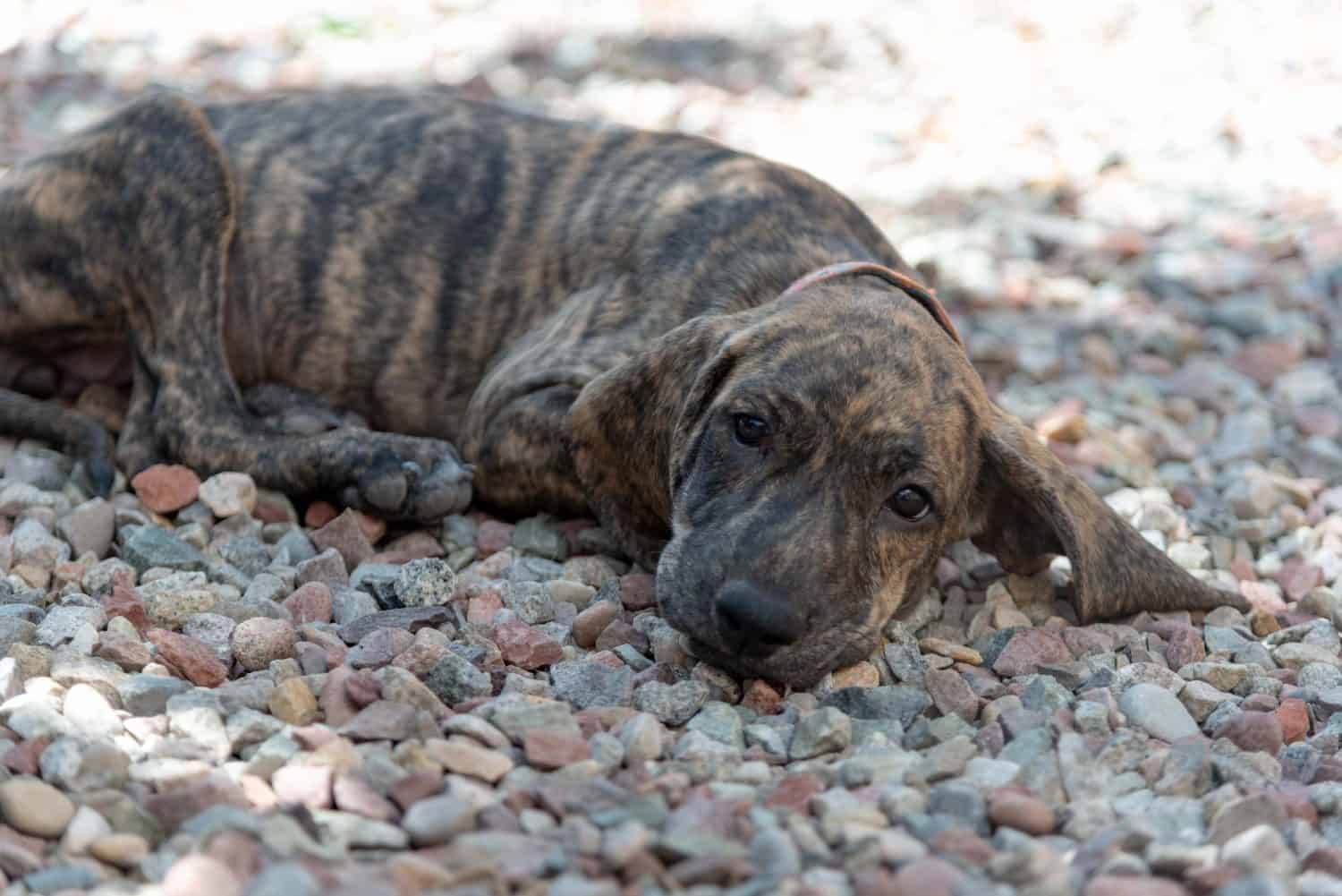 Il cucciolo di cane Plott Hound salvato dal Texas arriva al rifugio per animali del Colorado in cerca di adozione e di una casa per sempre