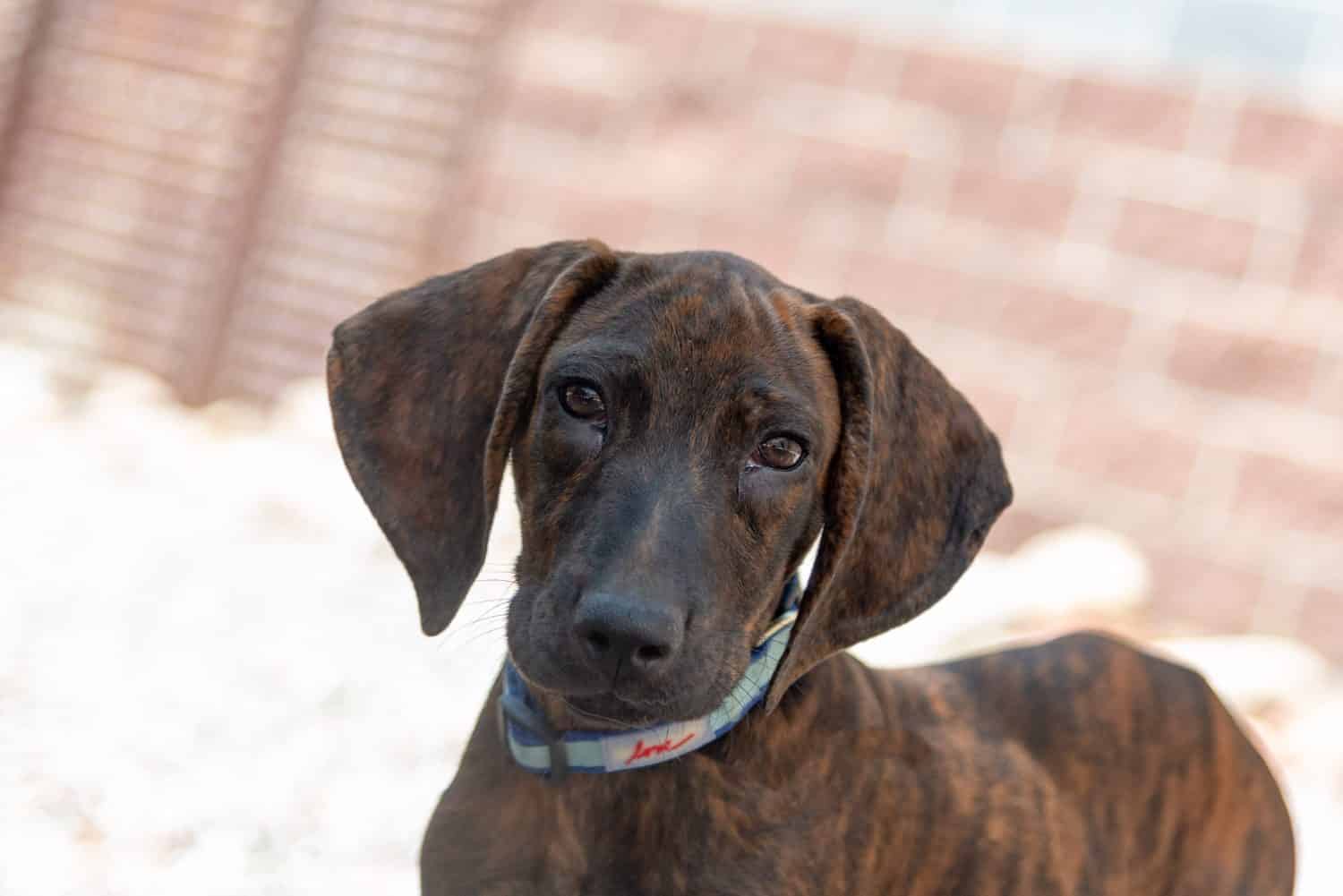 Il cucciolo di cane Plott Hound salvato dal Texas arriva al rifugio per animali del Colorado in cerca di adozione e di una casa per sempre
