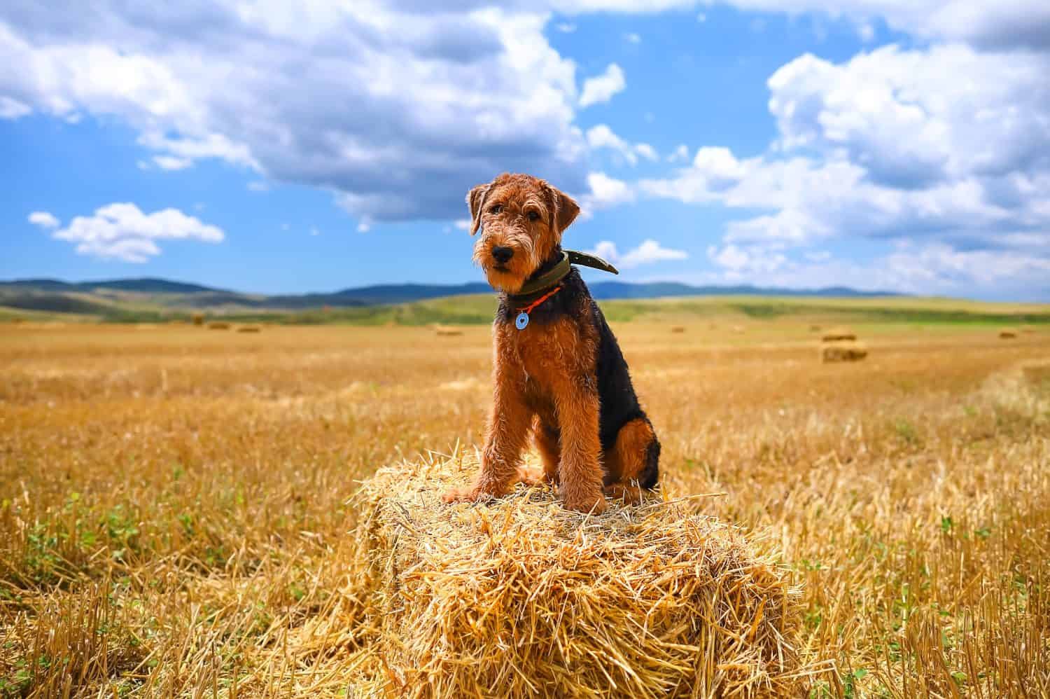 Un cucciolo di Airedale Terrier si siede in un campo su un pagliaio.