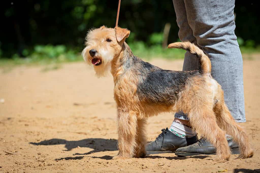 Cane Airedale Terrier ad una mostra canina