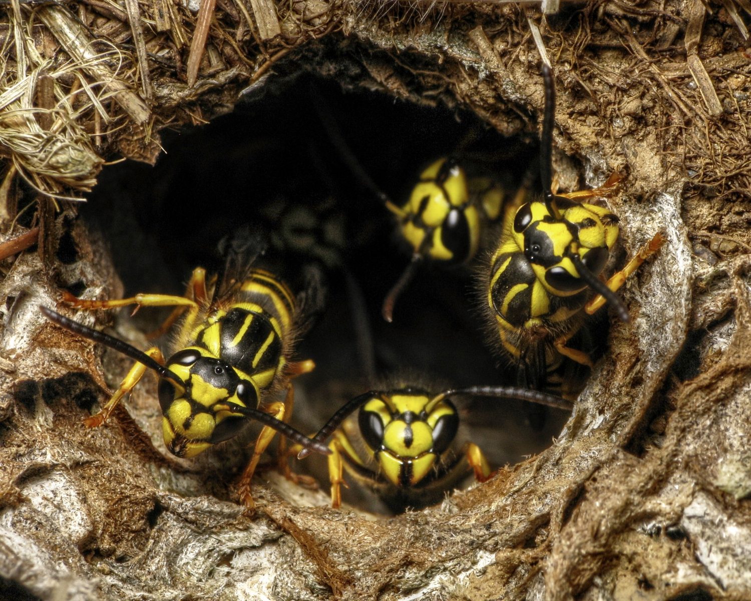 Giubbe gialle del sud (Vespula squamosa) all'ingresso del Nest Hole nel terreno