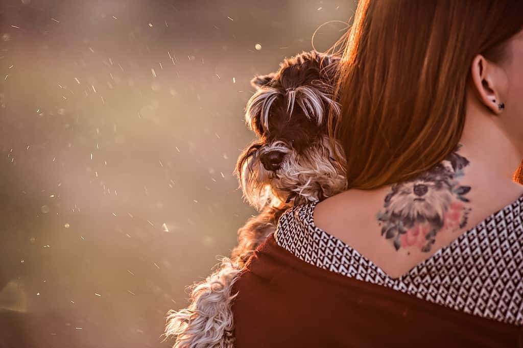 Un grande ritratto di uno Schnauzer nero sulle braccia della ragazza, sulla schiena ha un tatuaggio di cane come ricordo.  Cura degli animali, cura, viaggi.  Amicizia di persone e cani.  Primo piano, copia spazio, modello