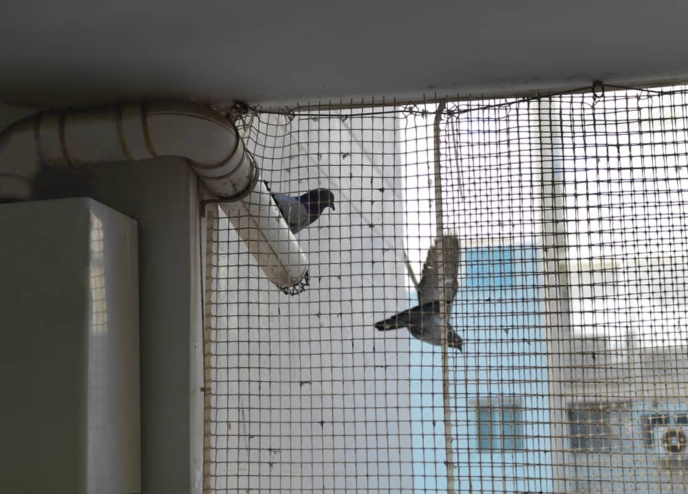 Due piccioni dietro una rete protettiva su una finestra o un balcone, ripresa ritagliata in interni