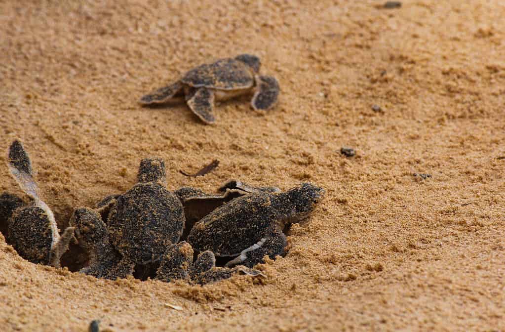 Piccole tartarughe marine che escono dal nido