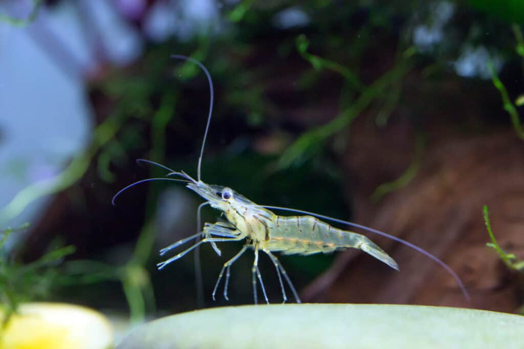 Gamberetti fantasma - Palaemonetes sp