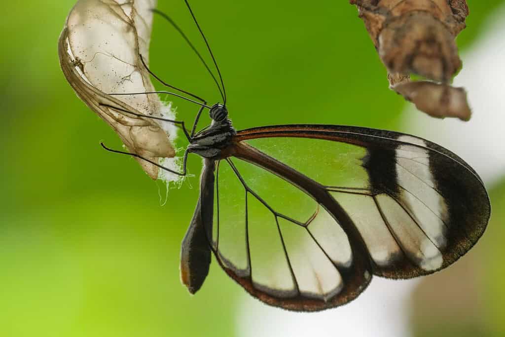 Una ripresa macro di una bellissima farfalla glasswing su una pianta