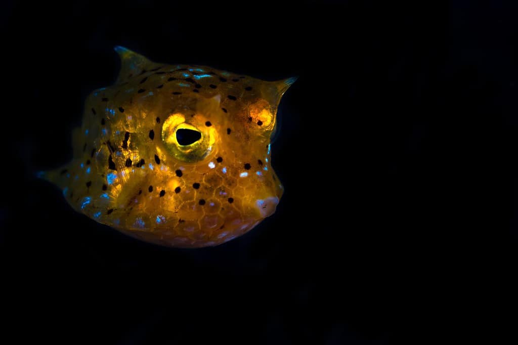 Pesce mucca longhorn giovanile - Lactoria cornuta