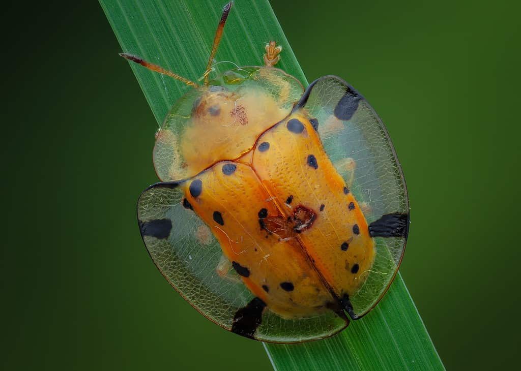 Scarabeo di tartaruga, Scarabeo di tartaruga dorata