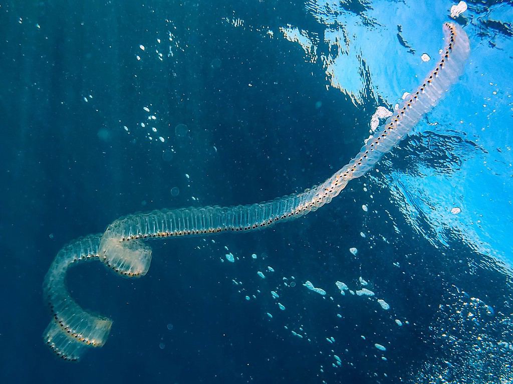 un'enorme catena di salsedine da qualche parte nel canale Catalina