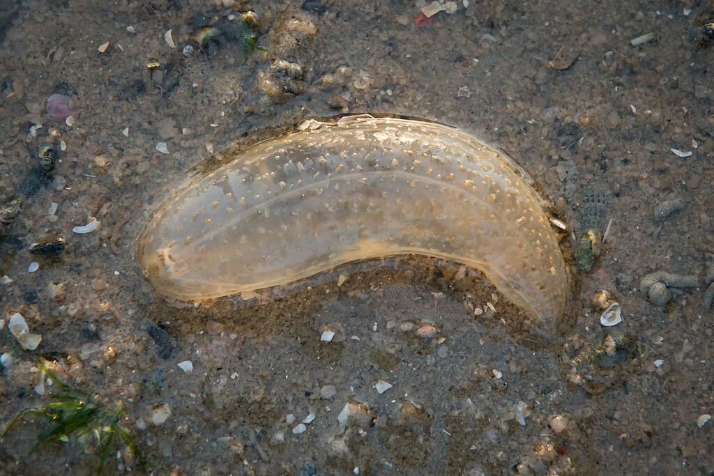 Cetriolo di mare trasparente esotico durante la bassa marea