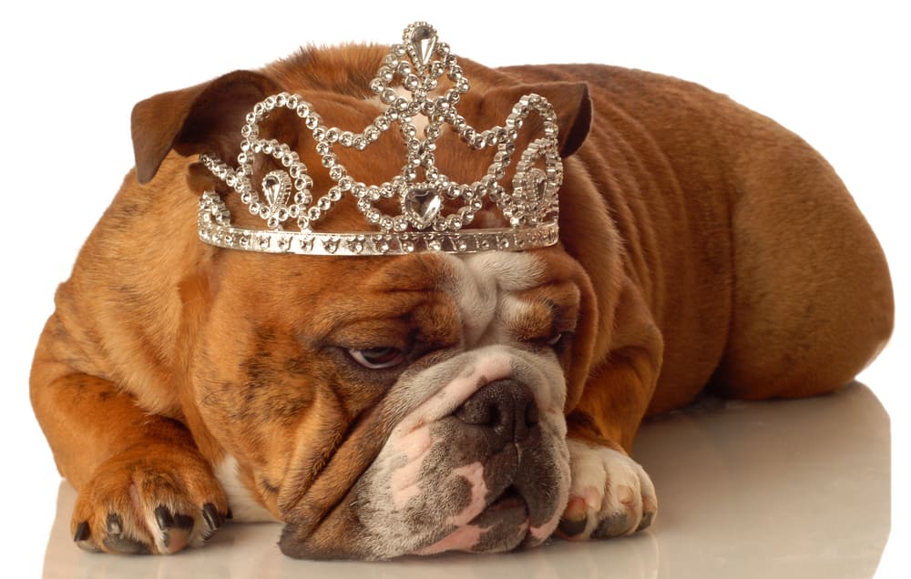 bulldog inglese che indossa la corona della principessa e un'espressione sciocca