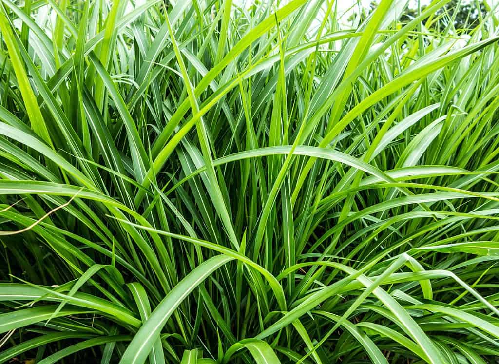 Sfondo di erba di vetiver, Thailandia