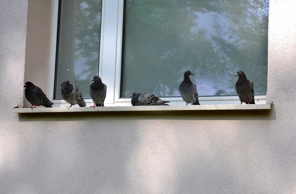 I piccioni si siedono sul davanzale vicino alla finestra